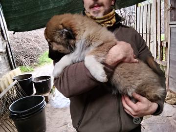 Cuccioli pastore del caucaso: 3 femmine