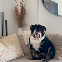 Bulldog inglese tricolor x monta