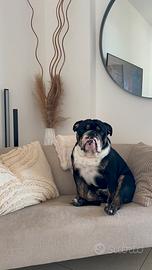 Bulldog inglese tricolor x monta