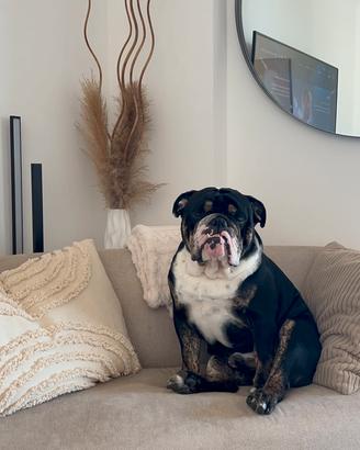 Bulldog inglese tricolor x monta