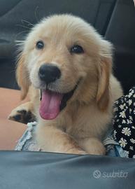 Golden Retriever 