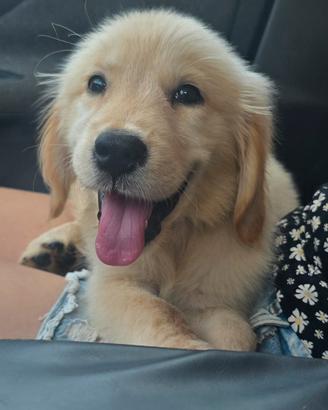 Golden Retriever 