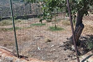 Terreno agricolo - uliveto