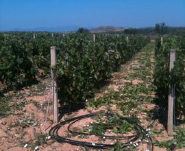 Terreno agricolo