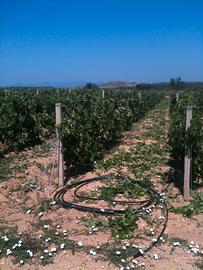 Terreno agricolo