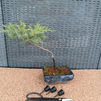 Bonsai + forbice e contenitori concime