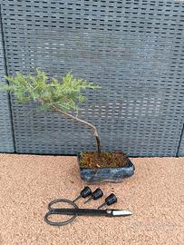 Bonsai + forbice e contenitori concime