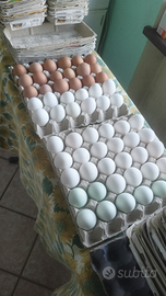 Ovaiole Livornesi e Isa Brown