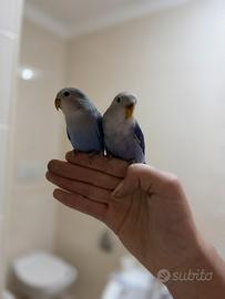 Coppia di inseparabili allevati a mano