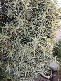 Tillandsia bergeri varie misure