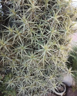 Tillandsia bergeri varie misure