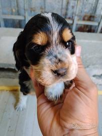 Cuccioli di Cocker Spaniel Inglese