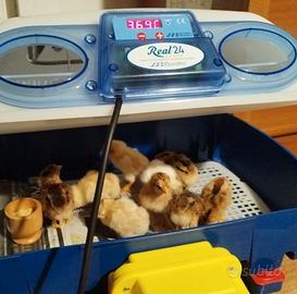  pulcini galline Combattente Indiano (Cornish)