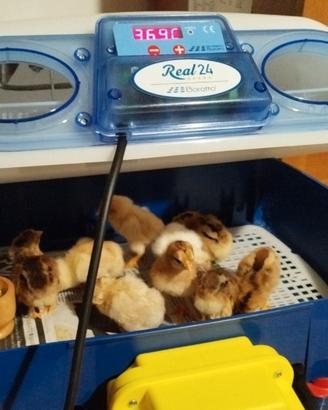  pulcini galline Combattente Indiano (Cornish)