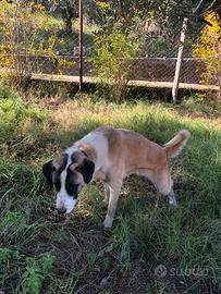 Pastore dell Asia centrale