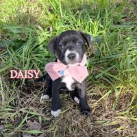 Cucciola molosso 4 mesi in ADOZIONE