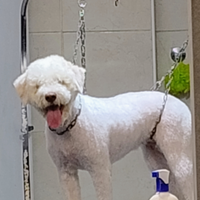 Lagotto romagnolo