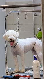 Lagotto romagnolo