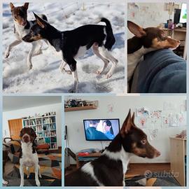 Maschietti di Tenterfield Terrier