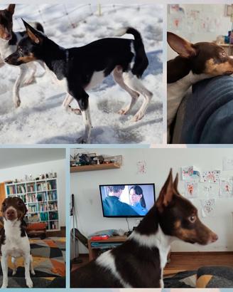 Maschietti di Tenterfield Terrier