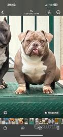 American bully