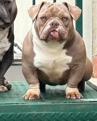 American bully