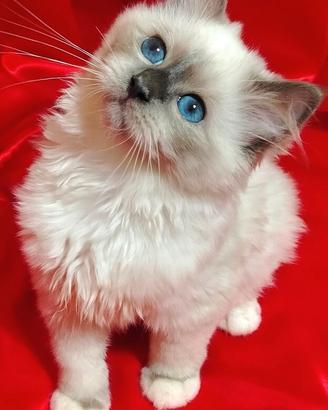 Cuccioli Sacro di Birmania