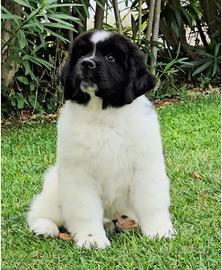 Cucciola di Terranova Bianconera disponibile