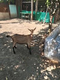 capretta camoscista delle alpi