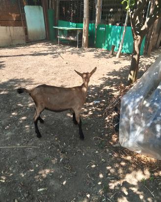 capretta camoscista delle alpi