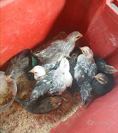 Gallinelle medie,pulcini ,galli,conigli ,anatre