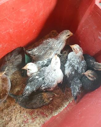 Gallinelle medie,pulcini ,galli,conigli ,anatre