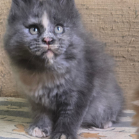 Femmina maine coon