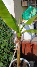 pianta di banano