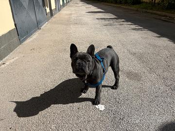 Bulldog francese