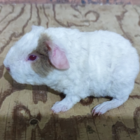 Cavie o porcellino d'india