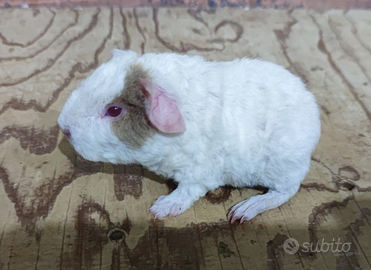 Cavie o porcellino d'india