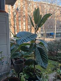 Pianta di nespolo altezza cm 60, in vaso rotondo