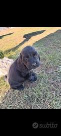 Cocker spaniel