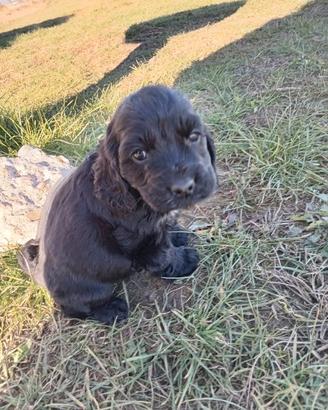 Cocker spaniel