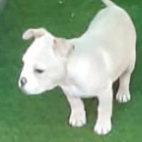 American bully pocket