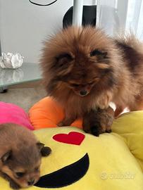Cucciolo spitz tedesco nano pomerania ped ENC
