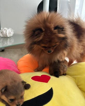 Cucciolo spitz tedesco nano pomerania ped ENC