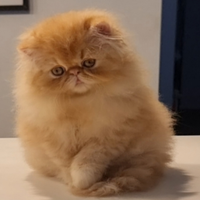 Cucciolo di gatti persiani ad alta genealogia