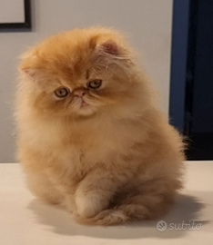 Cucciolo di gatti persiani ad alta genealogia