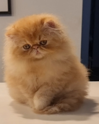 Cucciolo di gatti persiani ad alta genealogia