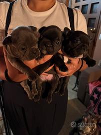 Cuccioli bulldog francese