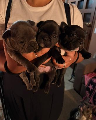 Cuccioli bulldog francese
