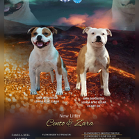 Staffordshire bull terrier