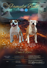 Staffordshire bull terrier